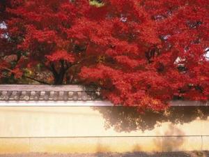 東山地区は紅葉の名所も数多くあります。