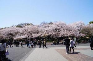 上野動物園、各美術館は上野公園の中にあります！