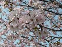 【周辺】中島公園：さくら