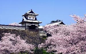 桜の金沢城