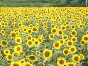 ひまわり園