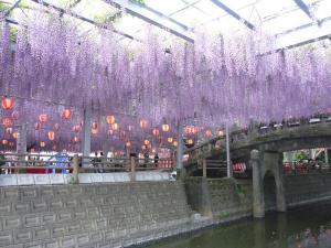 中山大藤まつり