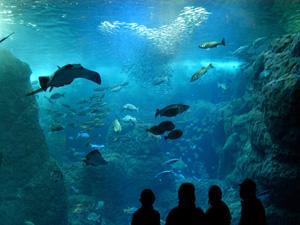 江ノ島水族館の大水槽