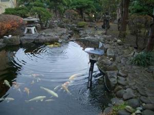 庭園　池