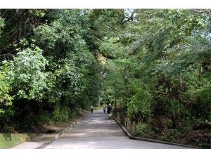 城山遊歩道（600種以上の亜熱帯植物が自生する自然の宝庫。1931（昭和6）年に国の史跡・天然記念物の指定）