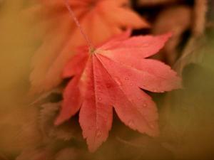 人気紅葉スポット「香雪園（見晴公園内）」では、よりいっそう秋を実感することができます。