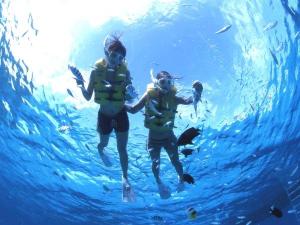 マスク・スノーケル・足ひれの使い方を教わったらポイントまで船で移動。色鮮やかな熱帯魚たちと戯れる感激体験が待っていいます。