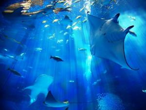 当ホテルから美ら海水族館までお車で約50分ほどです。何度行っても楽しめます♪間近で泳ぐジンベイザメは圧巻です。