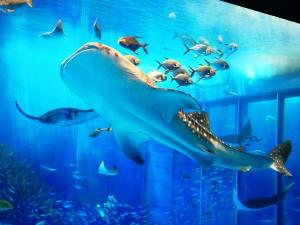 当ホテルから美ら海水族館までお車で約50分ほどです。何度行っても楽しめます♪間近で泳ぐジンベイザメは圧巻です。