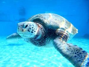当ホテルから美ら海水族館までお車で約50分ほどです。何度行っても楽しめます♪間近で泳ぐジンベイザメは圧巻です。
