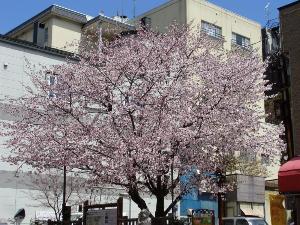 登別観光教会前：桜