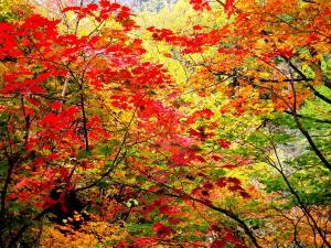 【層雲峡紅葉岳】10月頃