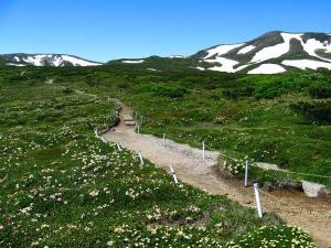 黒岳石室から少し足を伸ばすして雲ノ平へ。高山植物が楽しめます。