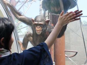 【旭山動物園】チンパンジーが目の前に！ハイタッチ♪
