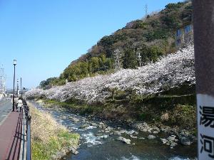 「千歳川」沿いの桜