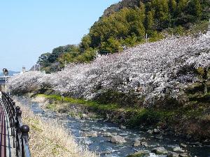 「千歳川」沿いの桜
