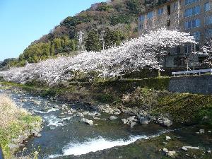 「千歳川」沿いの桜