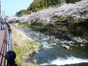 「千歳川」沿いの桜