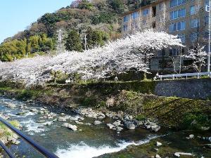 「千歳川」沿いの桜