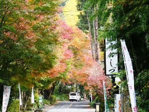 奥湯河原の紅葉