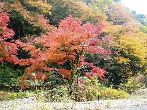 奥湯河原の紅葉