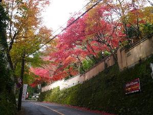 奥湯河原の紅葉