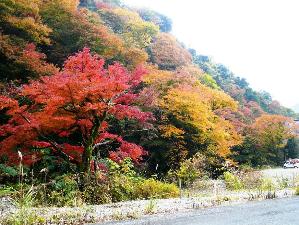 奥湯河原の紅葉