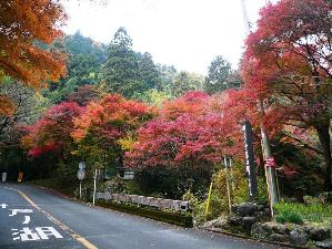 奥湯河原の紅葉