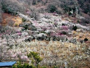 湯河原梅林