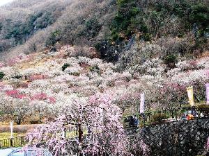 湯河原梅林