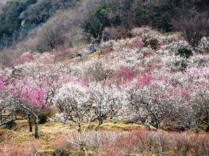 湯河原梅林