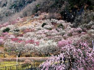 湯河原梅林