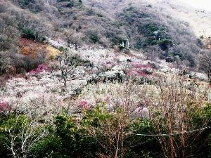 湯河原梅林