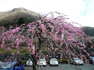 湯河原梅林