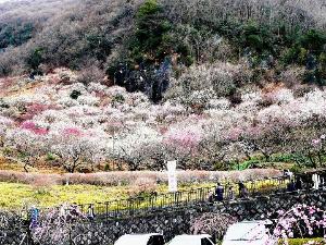 湯河原梅林