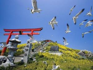 三陸復興国立公園　『蕪島』　と国の天然記念物　『うみねこ』