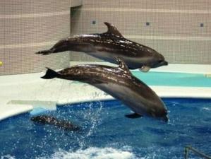いおワールドかごしま水族館　イルカ