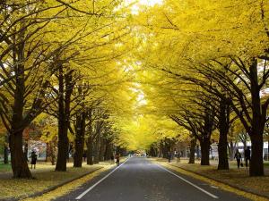 北海道大学（イチョウ並木）