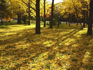秋の中島公園２