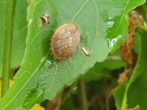 【毛の生えたカタツムリ！？】ホテル敷地内には毛の生えたカタツムリが！ぜひ探してみてくださいｗ