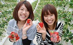 マザー牧場いちご狩り