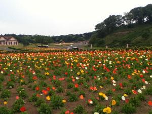 東京ドイツ村