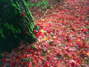 白河　南湖公園周辺