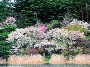 白河　南湖公園周辺
