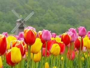 上湧別チューリップ公園。毎年５月になると７haの広大な敷地に１２０万本のチューリップが咲き誇ります。