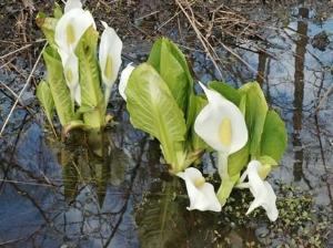 オホーツクの早春の風物詩『水芭蕉』。国内最大級といわれる５２haの群生地が広がります。