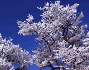 冬の代名詞　霧氷