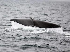 あばしりネイチャークルーズ。網走沖でクジラ・イルカ等に手の届くほどの距離まで近づき楽しめます。