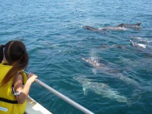 いるかと遊ぼう
