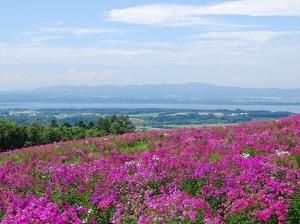 あばしりフロックス公園。フロックスの花と網走湖が一望でき、花と眺望を同時に楽しむ事ができます！